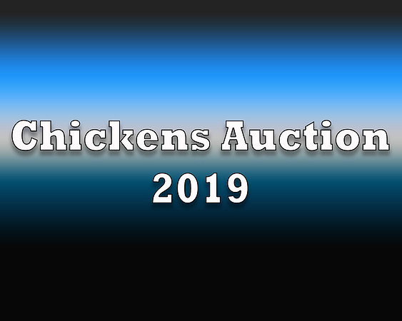 Chickens 2019