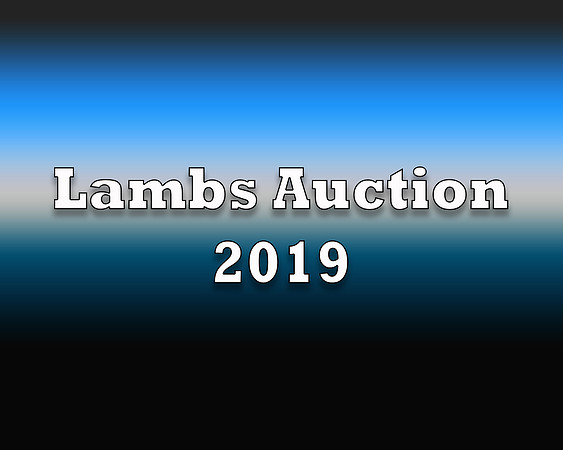 Lambs 2019