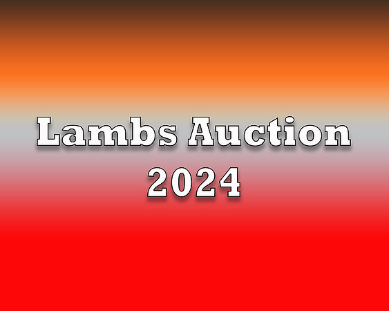 Lambs 2024 copy